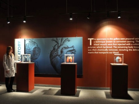 BODIES REVEALED Exhibit- Niagara Falls, Canada