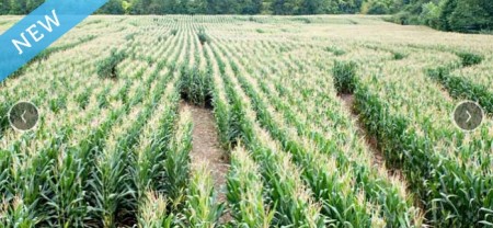 Richardson's Corn Maze and Farm Market