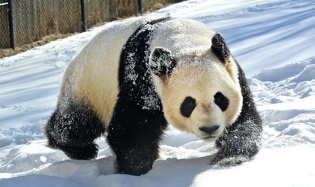 Toronto Zoo